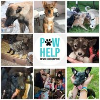 collage1 rescue collage 1