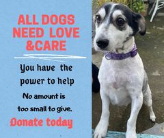 donate All dogs need love banner