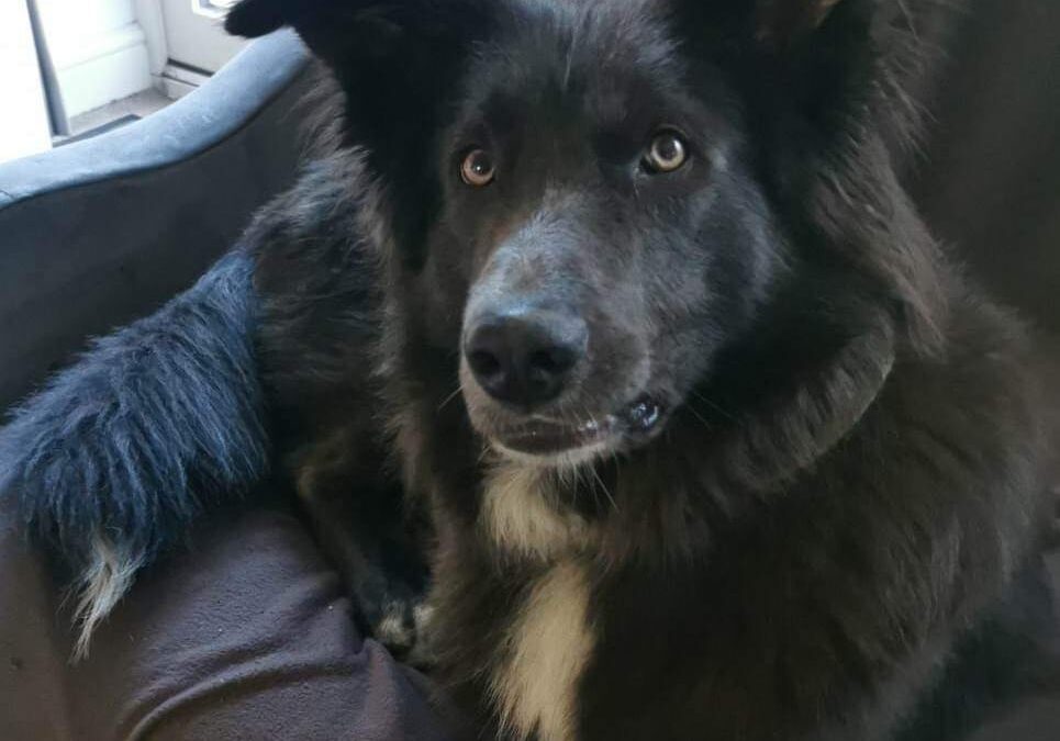 GORU- MALE – 2 YEARS OLD – LARGE