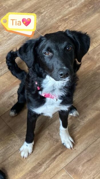 TIA -6 months old girl-small-to-medium-Border ColliexSpaniel