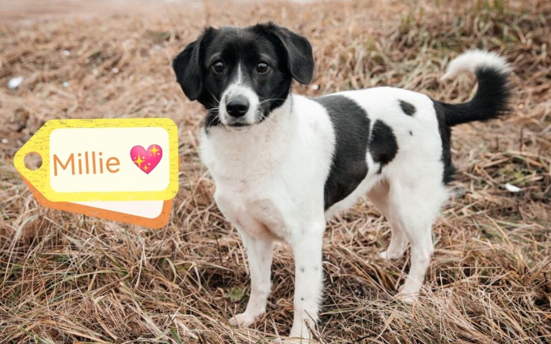 URGENT Foster or Adopt: Based (Scotland) -Millie – 3 years old girl- lower medium-sized,- Reduced FeesURGENT 