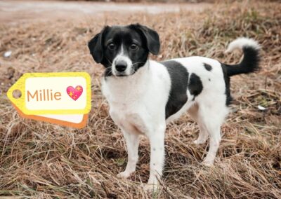 Reserved: Millie – 3 years old girl- lower medium-sized- NO FeesURGENT&nbsp;