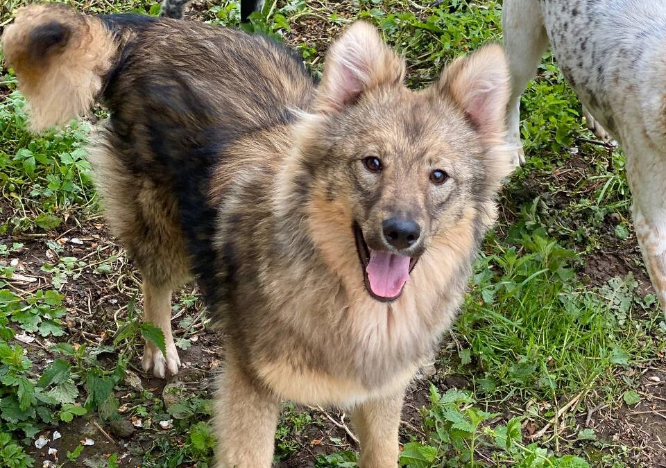 Reserved Already in UK: ZEPHYRA- 11 mo puppy girl- lower medium- Ukraine war dog