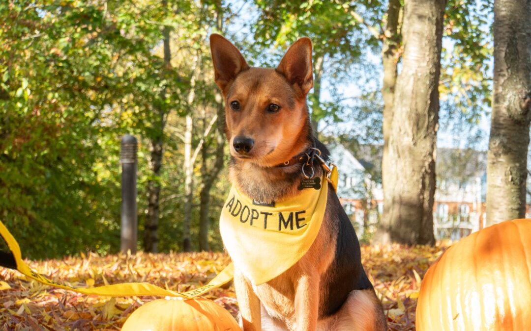 UK based (Redhill, Surrey RH1): MINNIE – 1.5 years girl- Smallish Medium size -Significantly Reduced feesURGENT 