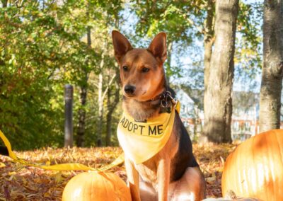 UK based (Redhill, Surrey RH1): MINNIE – 1.5 years girl- Smallish Medium size -Significantly Reduced feesURGENT&nbsp;