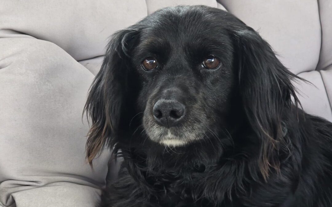 UK Based (Wales): Dottie -2-3 year-old very small girl- Spaniel/Dachshund cross