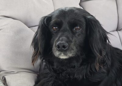 UK Based (Wales): Dottie -2-3 year-old very small girl- Spaniel/Dachshund cross