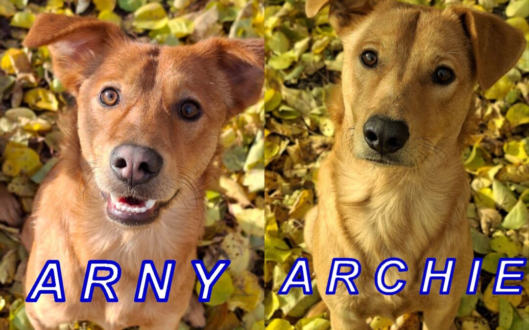 URGENT Foster or Adopt: UK Based (Tamworth B79): ARCHIE & ARNY- 9 month-old brothers-medium/upper-medium-flexible payment plan