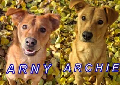 URGENT Foster or Adopt: UK Based (Tamworth B79): ARCHIE & ARNY- 9 month-old brothers-medium/upper-medium-flexible payment plan
