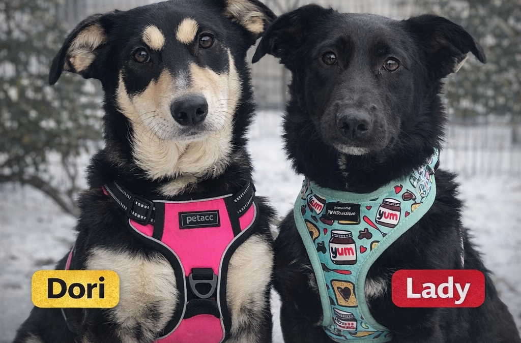 Reserved: UK Based (West Yorkshire, BD22):Lady&Dori – 9 months old -small(upper small) in size- TOGETHER or SEPARATELY