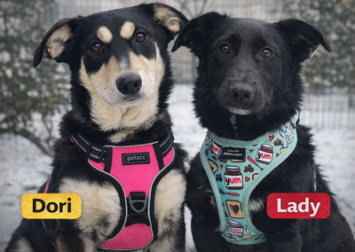 Reserved: UK Based (West Yorkshire, BD22):Lady&Dori – 9 months old -small(upper small) in size- TOGETHER or SEPARATELY