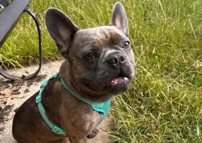 !URGENT:UK Surrender (Gloucestershire, GL12): Sweet & Social Rocco- 2 years old French Bulldog- Reduced fees