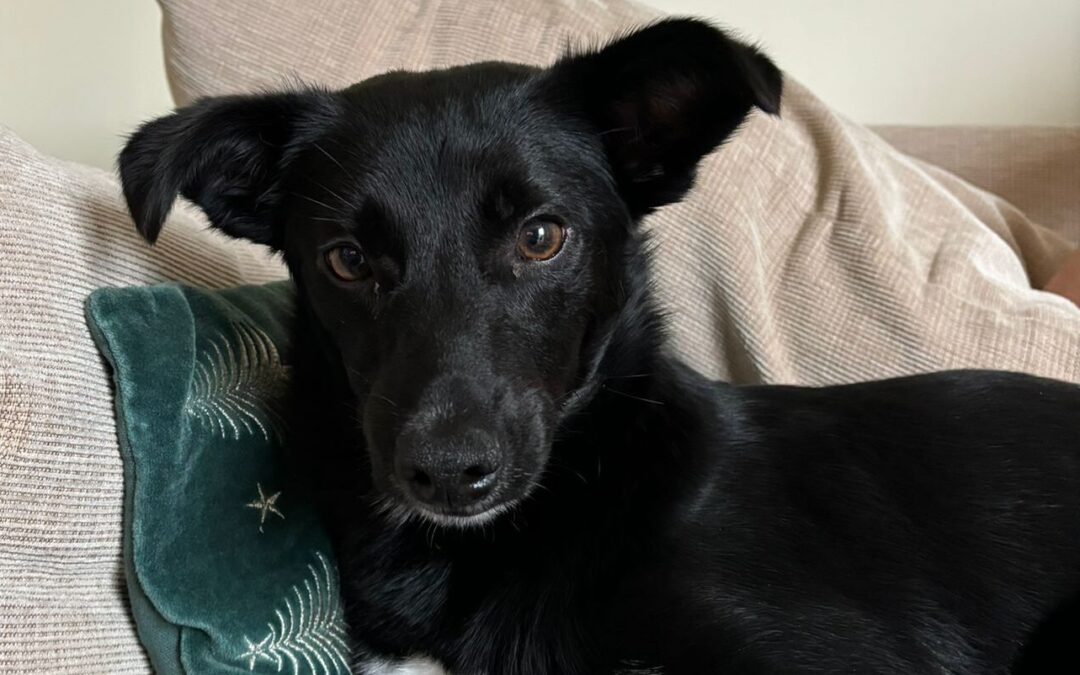 UK Based (WAKEFIELD (WF1)): CORNISHON-11 months old boy-small-sized- Ukraine war dog