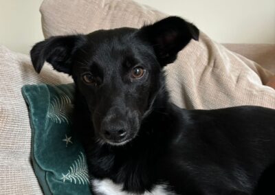 UK Based (WAKEFIELD (WF1)): CORNISHON-11 months old boy-small-sized- Ukraine war dog