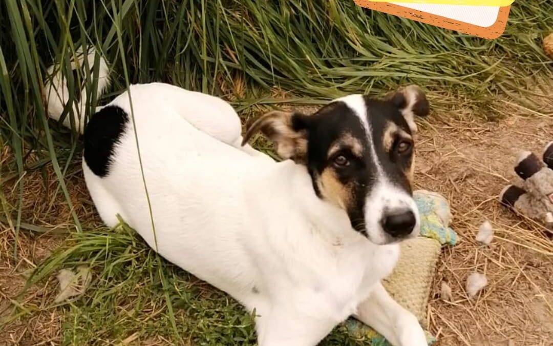 Mina- 7-month-old – lower-medium-sized girl-possibly Jack Russell cross- Ukraine war dog-arrival 21 August