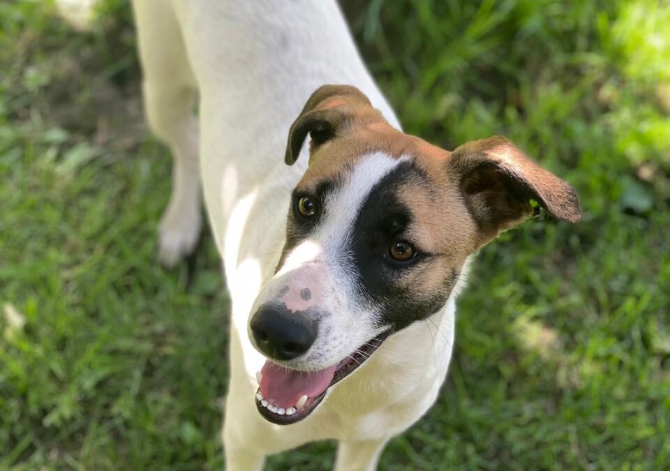 URGENT: UK Based (Birmingham B29) Zayka- 11 month-old – medium- Reduced Fees