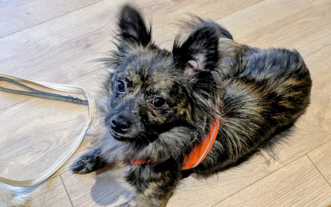 UK Based (Scotland EH47):Twiggy-2–3-year-old-very small size- Kokoni-type girl- Ukraine war dog-arrival August 21