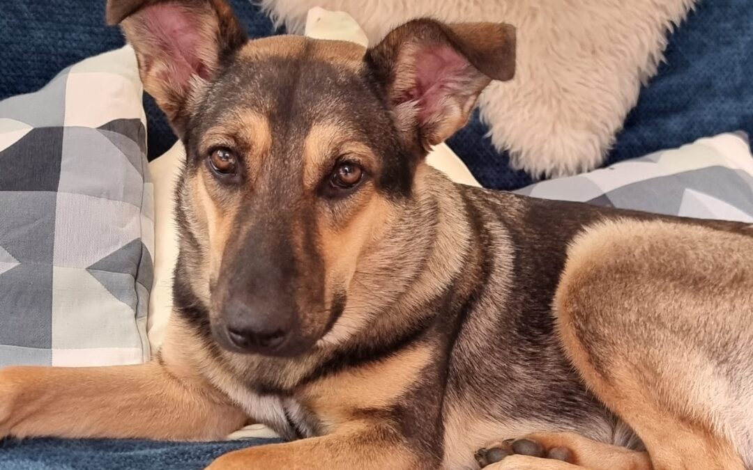 UK Based: (Essex, CO4):Tigger- 14 months old girl-medium size-Adoption fees reduced