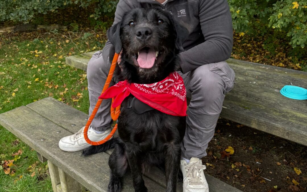 VERY MUCH OVERLOOKED: Fading in Kennels (Peterborough PE6): Scout-16 months old -Labrador cross-LOOKING FOR COMMITTED FOSTER
