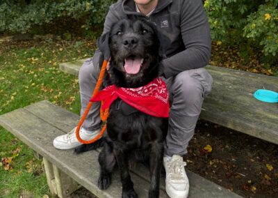 UK Surrender Fading in Kennels (Peterborough PE6): Scout-16 months old -Labrador cross-LOOKING FOR FOSTER/ FOSTER-TO-ADOPT