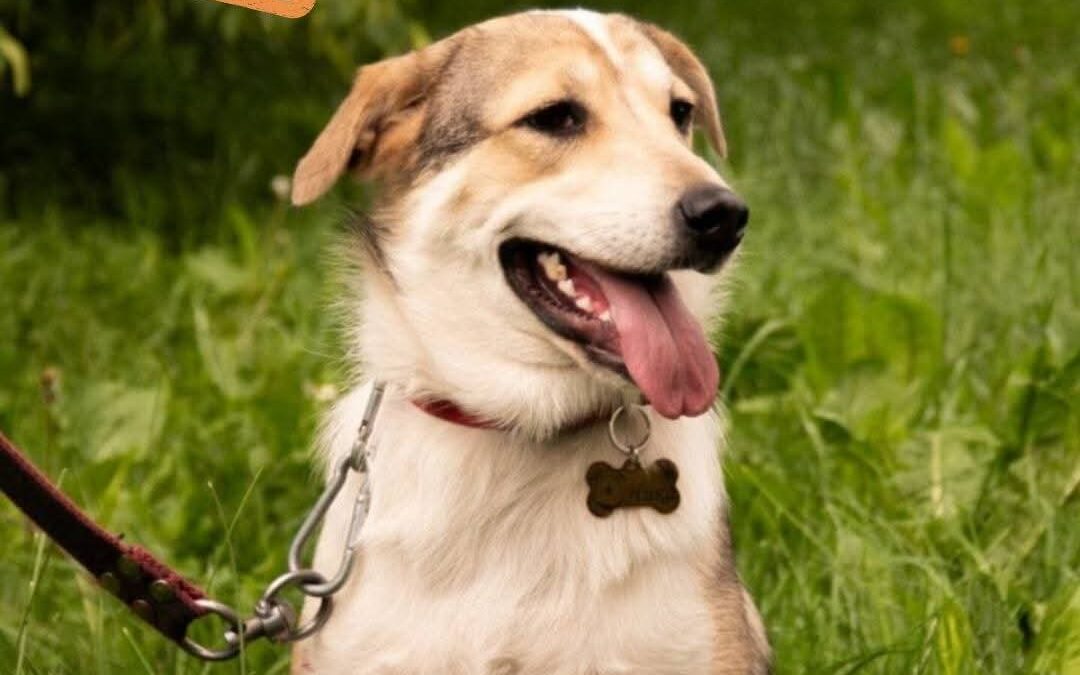 URGENT: UK Based (Warwickshire CV9):NINA – 1,5 year-old -medium girl- FEES REDUCED