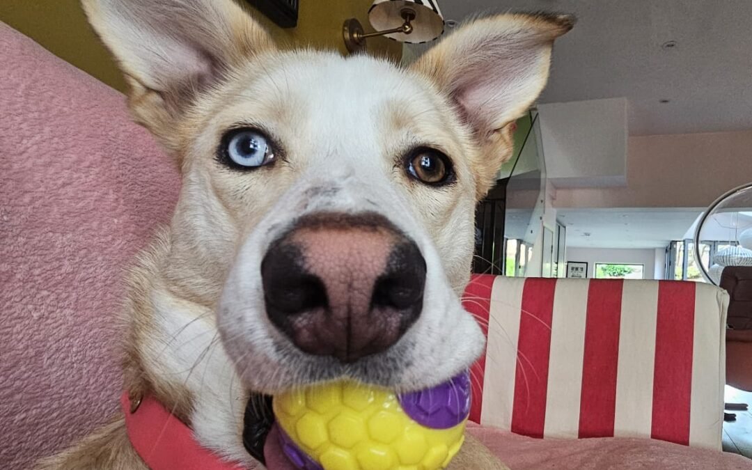 UK Based (London W4): Gloria-2-year-old lower-medium sized girl- Reduced Fees (rehoming)