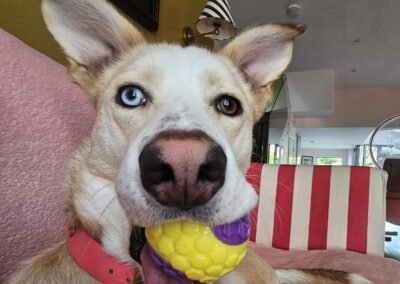 UK Based (London W4): Gloria-2-year-old lower-medium sized girl- Reduced Fees (rehoming)