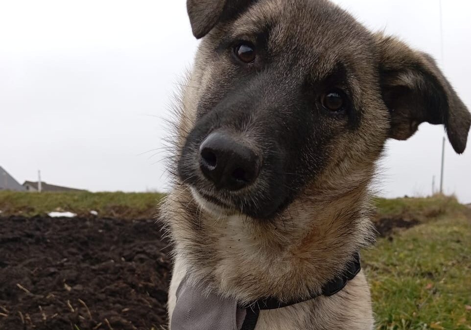 KUZIA – 8 months old- smallish medium size short-paw boy -Ukraine war dog