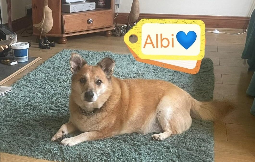 URGENT:UK Based (Scotland, but will move to Midlands soon): ALBI – 9 yo -small- Ukraine war dog -Fees Significantly Reduced