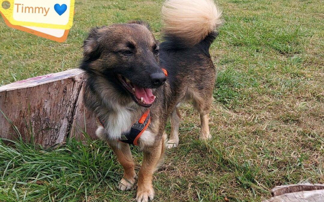 UK SURRENDER (Sheffield, S6)–TIMMY-2,5-year-old- small size- Kokoni-type boy-Reduced Fee