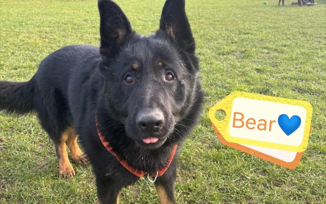 UK Rescue (Peterborough, PE12): BEAR- 2-3 yo German Shephard-Large- Significantly Reduced fees
