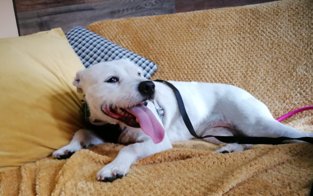 UK Surrender (Cornwall): LULU- around 5 year old girl-smallish medium- Staffy x Jack Russell cross- Reduced Fees