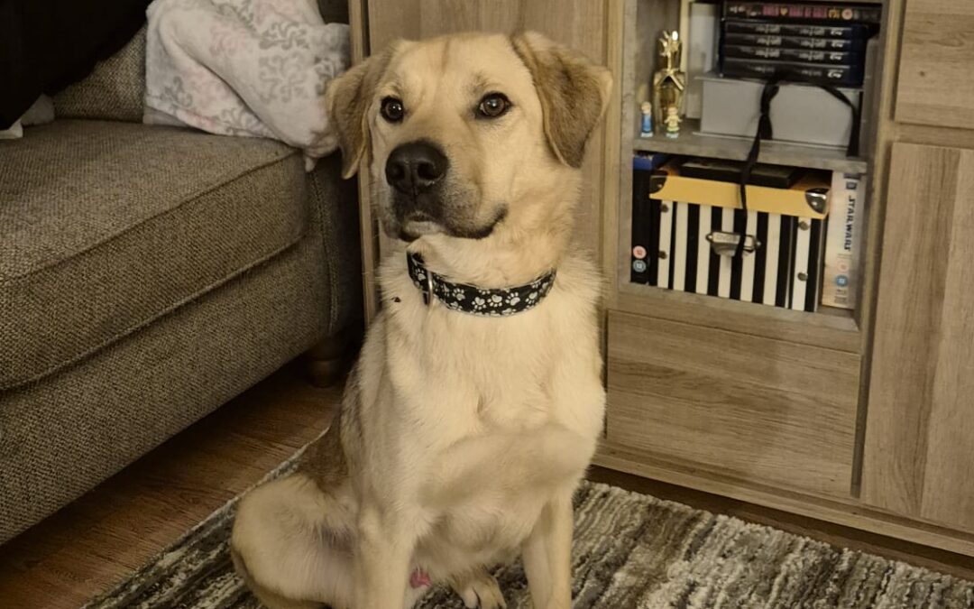 UK BASED(Burton-on-Trent, DE14): IMAS- 2-year-old-medium sized boy