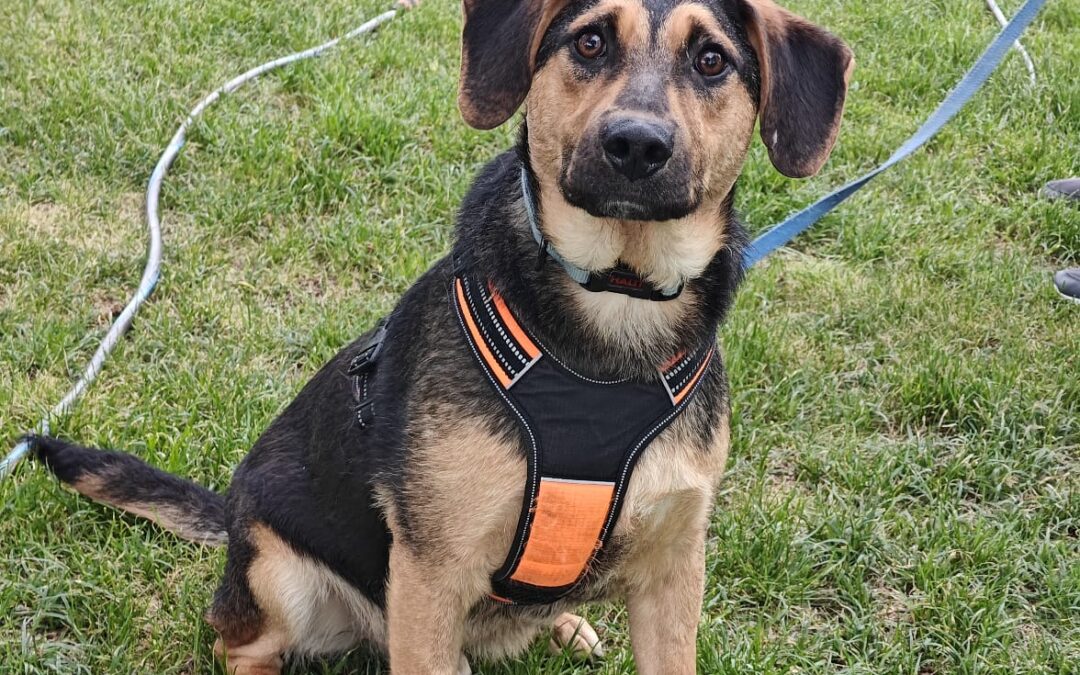 UK Based(Folkestone CT19): Marco- 9-month-old lower-medium (below the knee) boy- joyful & affectionate