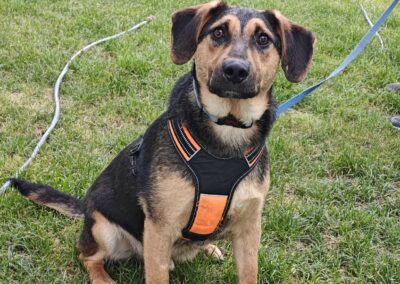 UK Based(Folkestone CT19): Marco- 9-month-old lower-medium (below the knee) boy- joyful & affectionate