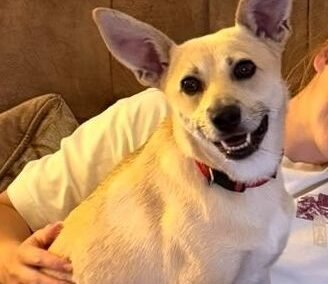 UK  Based (Burton-upon-Trent DE15): Stella- 2-year-old small-to-lower-medium girl- balanced & trustful- Reduced Fees