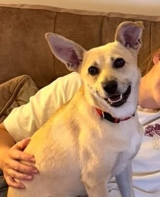 UK  Based (Burton-upon-Trent DE15): Stella- 2-year-old small-to-lower-medium girl- balanced & trustful- Reduced Fees