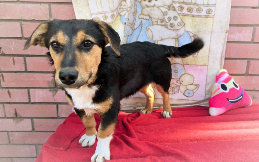 Reserved:MINNY- small size- 7-month-old girl-Jack Russel cross-Ukraine war dog-arrival mid-June