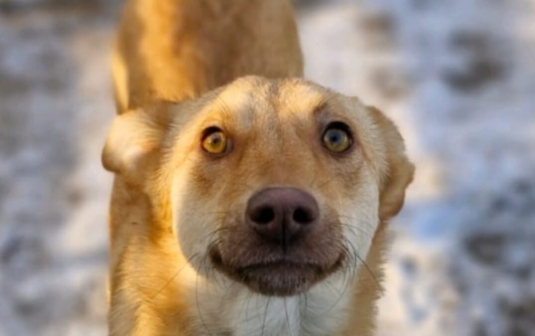 Reserved:SUNNY- lower-medium sized girl -2 years old- Ukraine war dog-arrival July 20sh