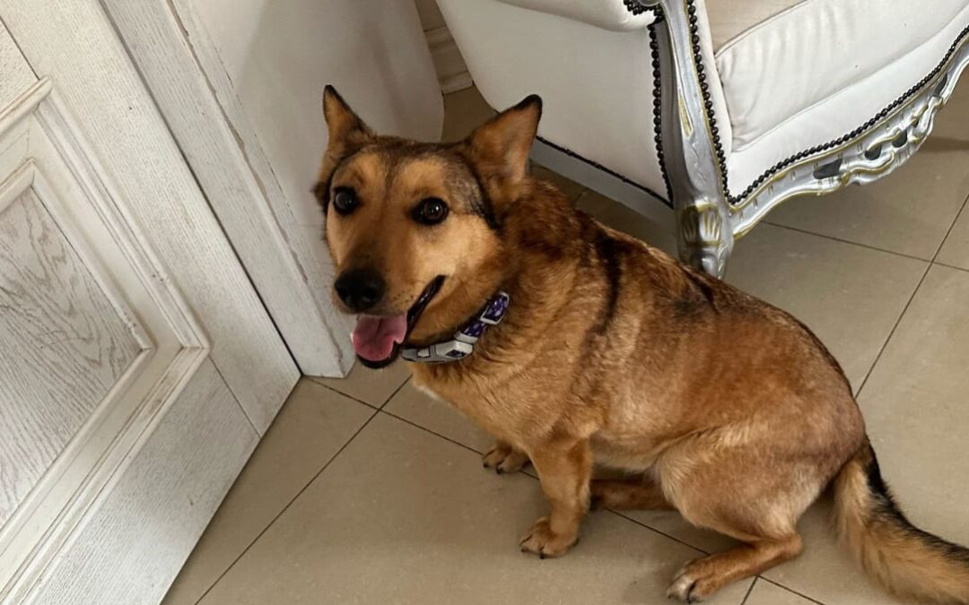 LAURA- 5.5 years old girl-medium-sized- Ukraine war dog-arrival mid-June