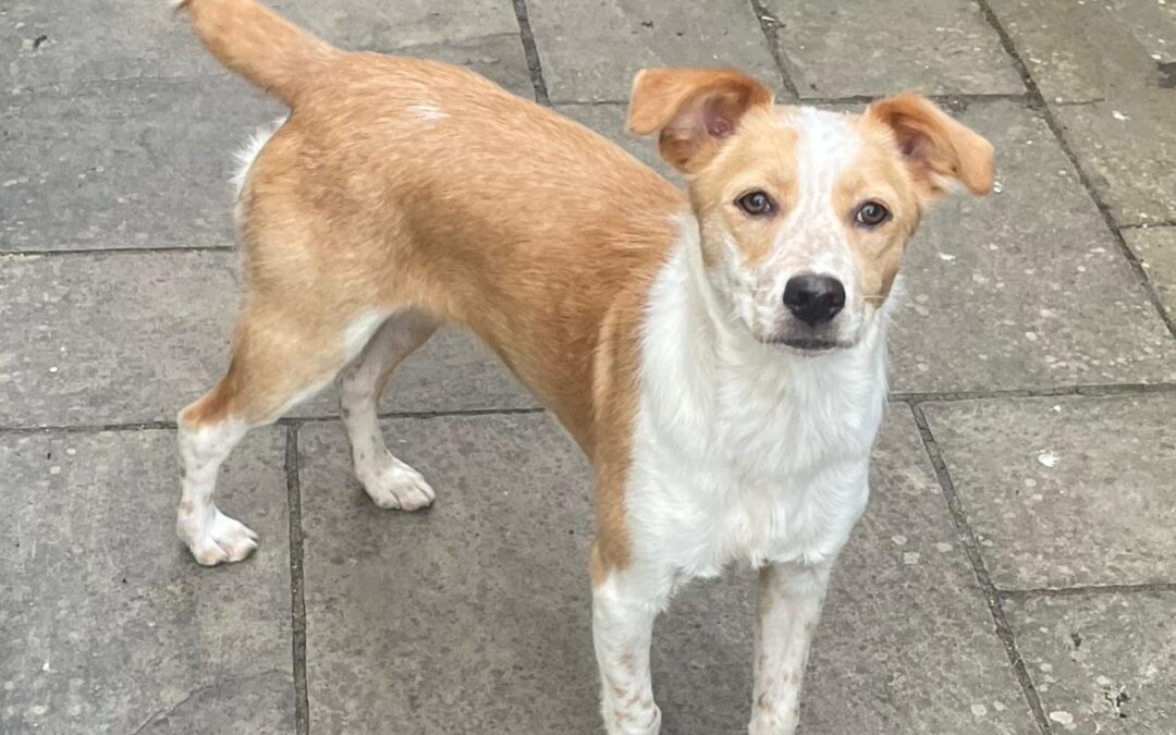 Reserved: UK based (Chester, CH4) -Lenny – 8-month-old – small-sized boy