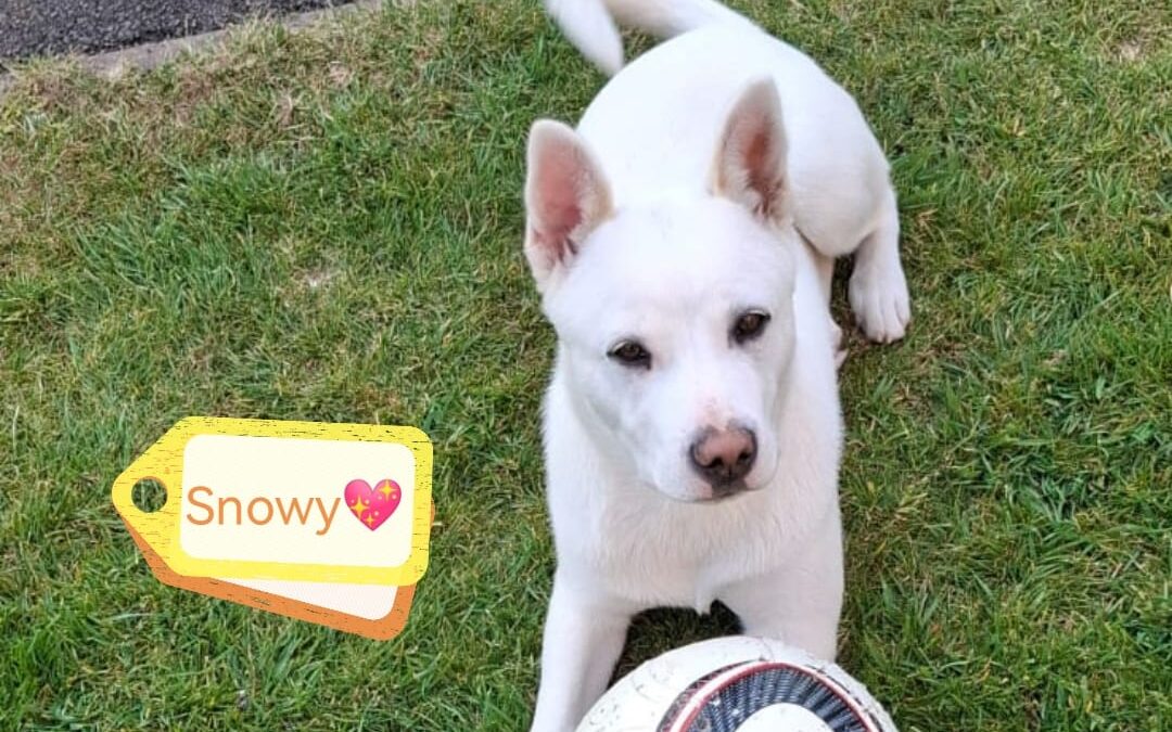 Reserved:UK SURRENDER (Burton on Trent, DE15)- SNOWY- lower-medium – Akita x Bull Terrier-  girl -7 months old