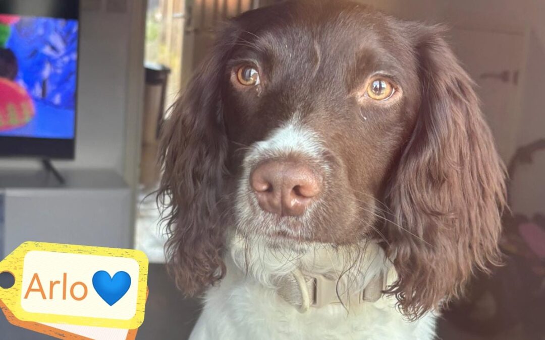Reserved: UK Surrender (Burton-upon-Trent, DE15): ARLO – 9 months Springer Spaniel Boy