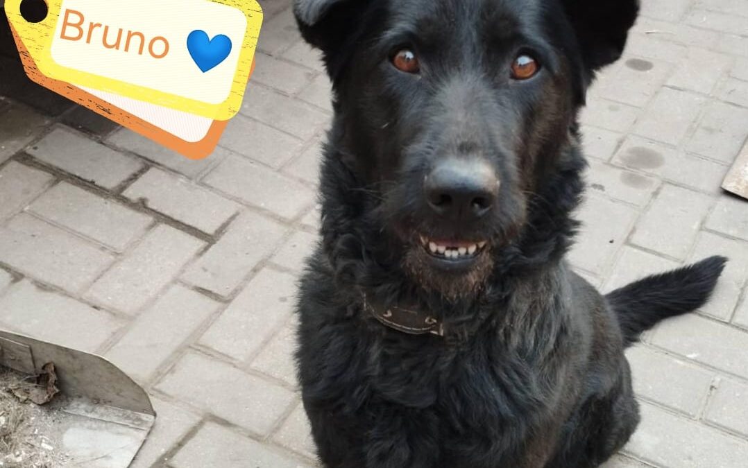 Bruno – 2 years old -medium size-arrival mid-June