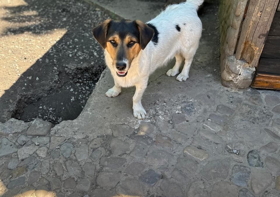 CASPER- small size- 8 months old- Jack Russel cross- Ukraine war dog-arrival August,20-22