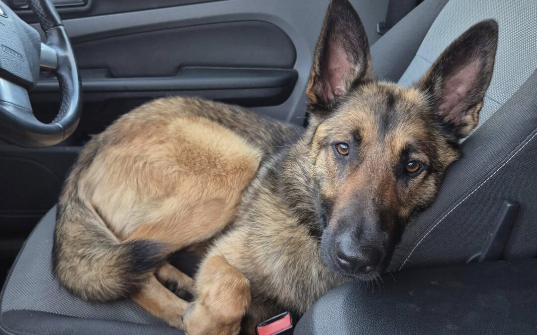 UK Surrender (Guildford GU4): Slinky- Large-11-month-old-German Shepherd- Reduced Fees