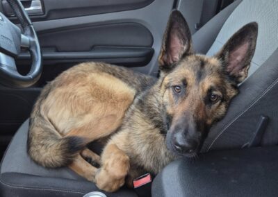 URGENT FOSTER OR ADOPT:UK Surrender (Guildford GU4): Slinky- Large-11-month-old-German Shepherd- Reduced Fees