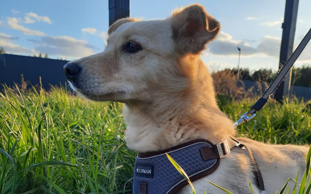 URGENT:UK Based (Derby, DE13): Bella –2 years young girl-lower-medium-sized