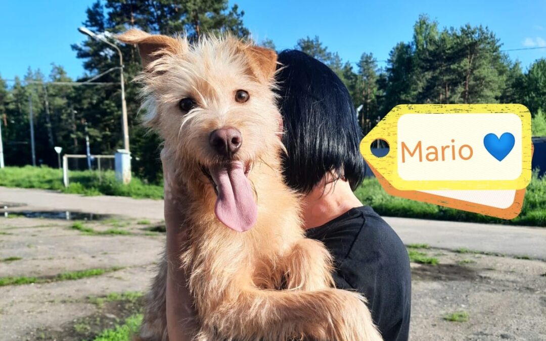 Reserved Mario – smallish medium-7 months old boy-arrival 13 June