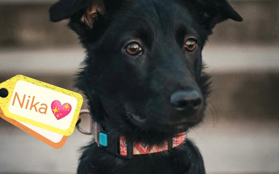 Reserved: UK Based (Smethwick, B664EH): NIKA-8 months old-smallish girl